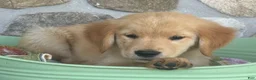 Golden Retriever dogs for sale: Rover - Ad 2
