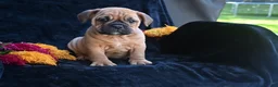 Mixed Breed dogs for sale: Bruno - Ad 7