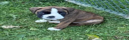 Boxer dogs for sale: Bella - Ad 9