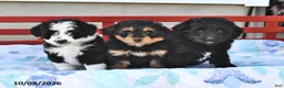 Mini Aussiedoodle dogs for sale: Sweetie - Ad 5
