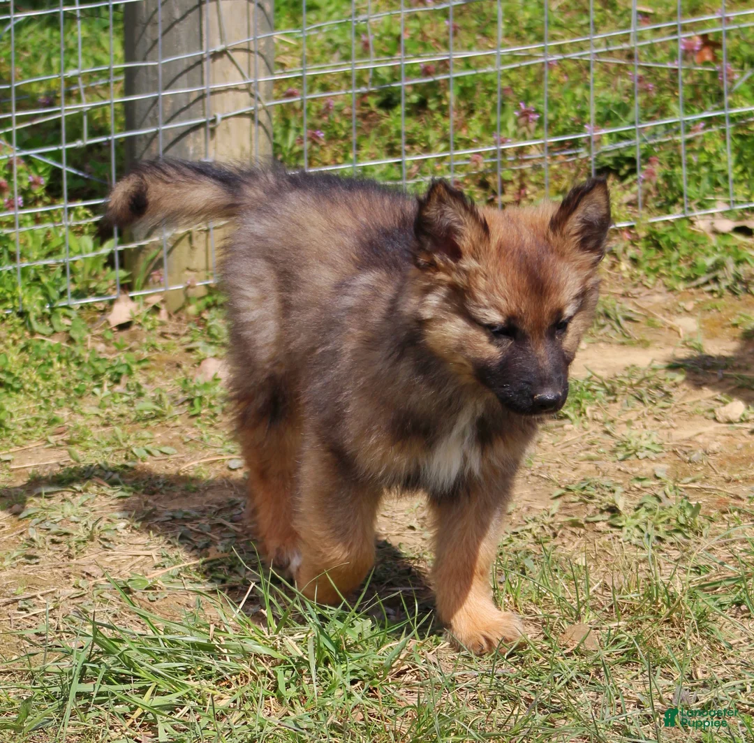 Mixed Breed dogs for sale: Rusty  - Ad 2