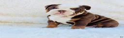 English Bulldog dogs for sale: English Bulldog Puppy 2 - Ad 2