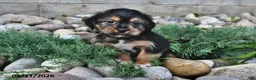 Shorkie dogs for sale: Stella - Ad 4