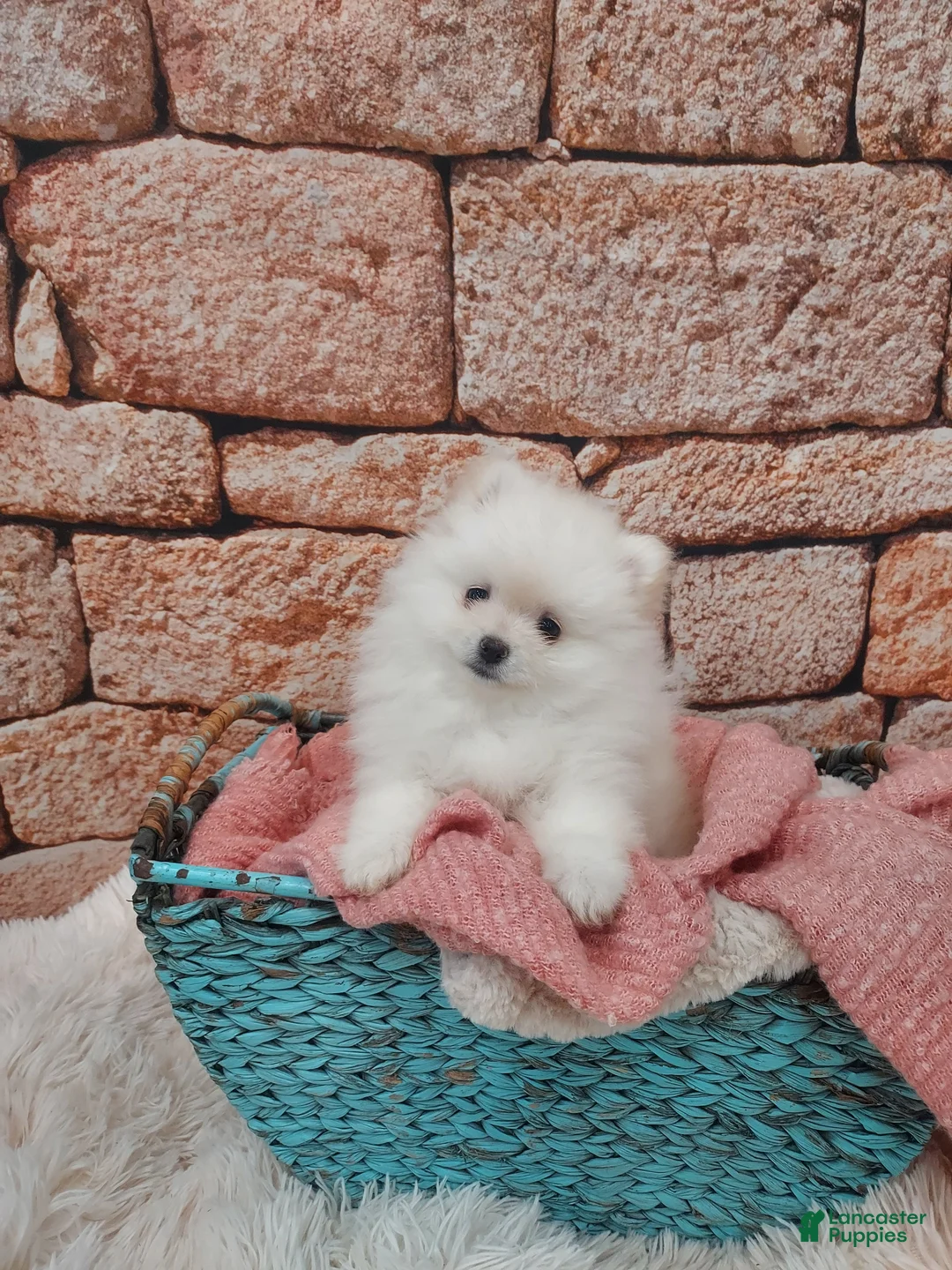 Pomeranian dogs for sale: Wanda - Ad 1