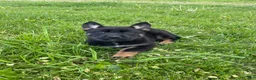 German Shepherd dogs for sale: Collar Red - Ad 6