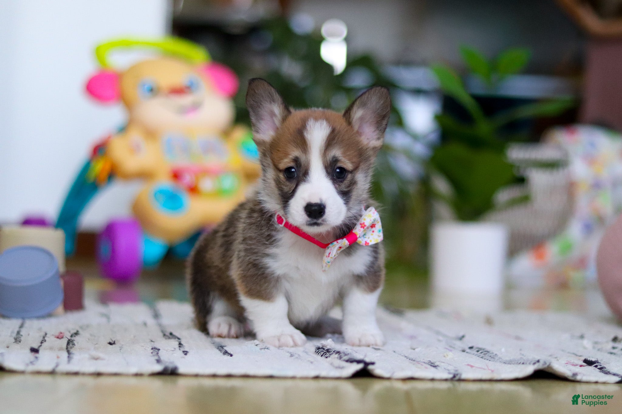 Welsh Corgi Pembroke dogs Holly - Ad 23