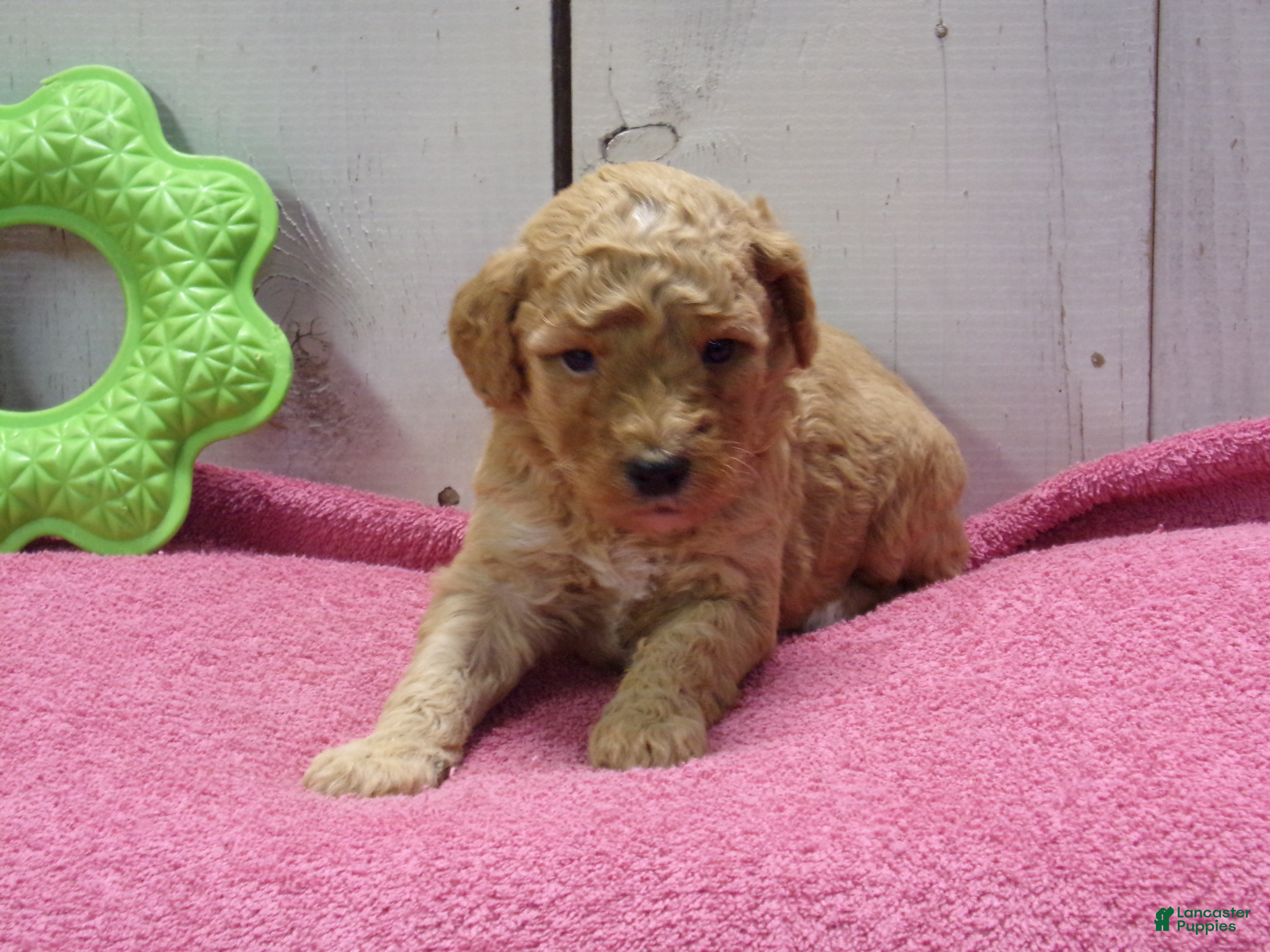 Standard Poodle dogs Edith - Ad 20