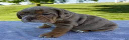 Beabull dogs for sale: Amber - Ad 3