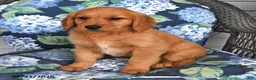 Golden Retriever dogs for sale: Pixie - Ad 3
