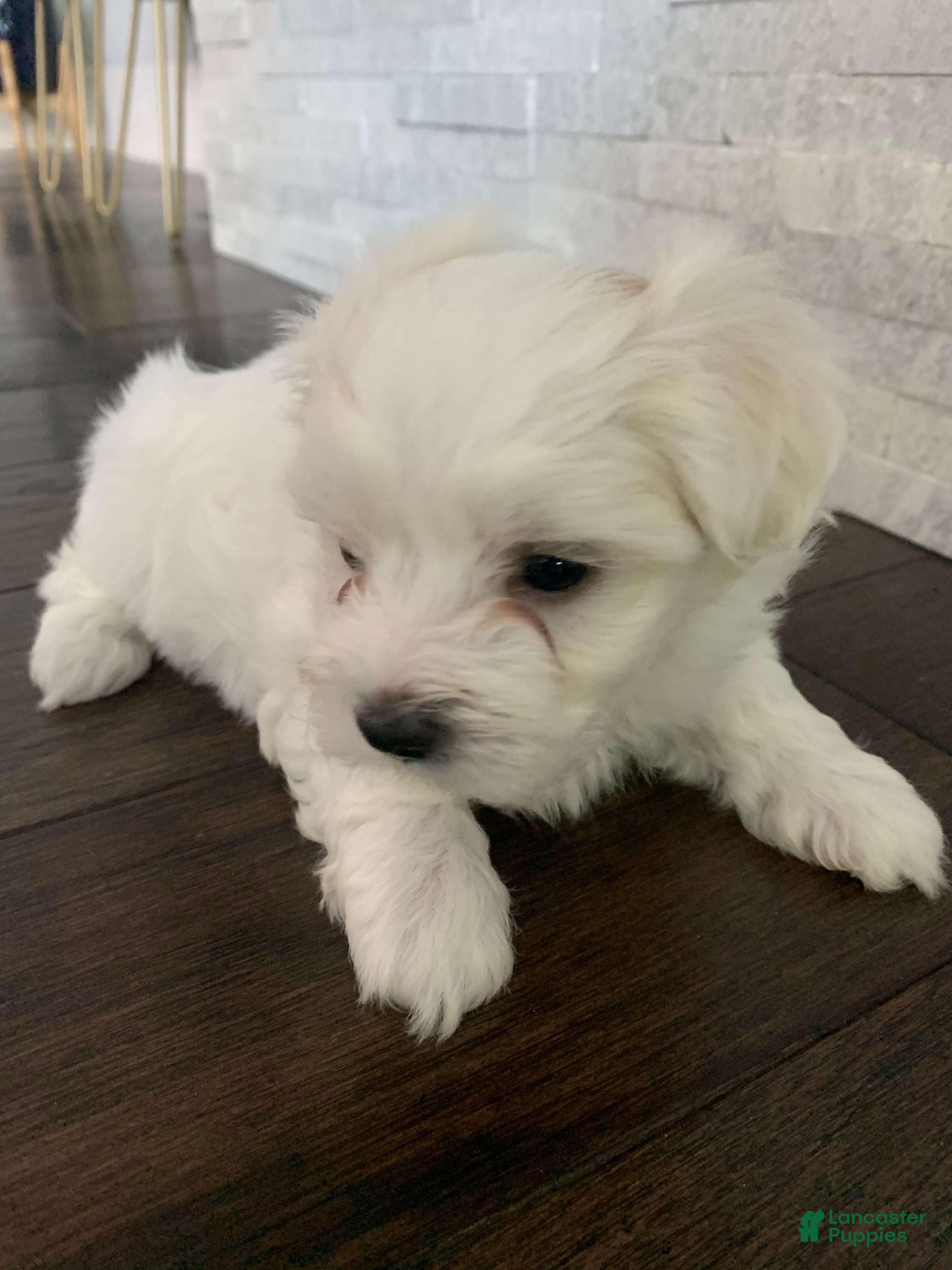 Maltese dogs Buttercup - Ad 34
