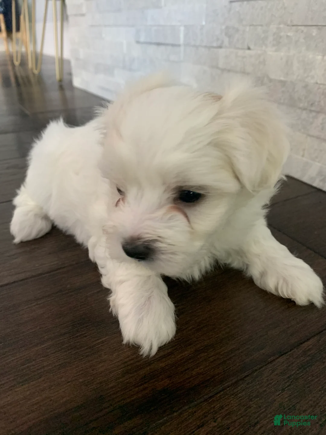 Maltese dogs for sale: Buttercup - Ad 1