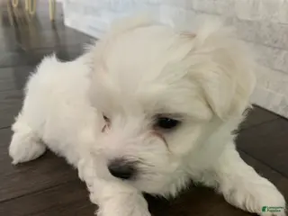 Maltese dogs Buttercup - Ad 34