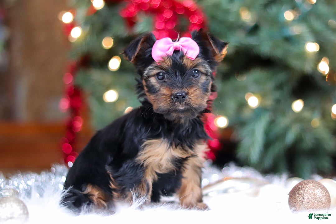 Yorkshire Terrier dogs for sale: Harper - Ad 1