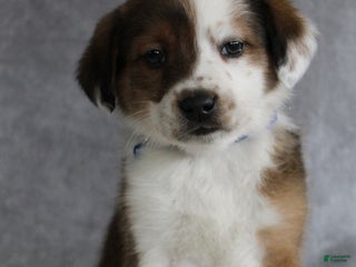 Mixed Breed dogs Alex - Ad 6