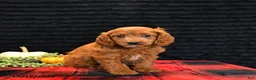 Cavapoo dogs for sale: Oscar - Ad 3
