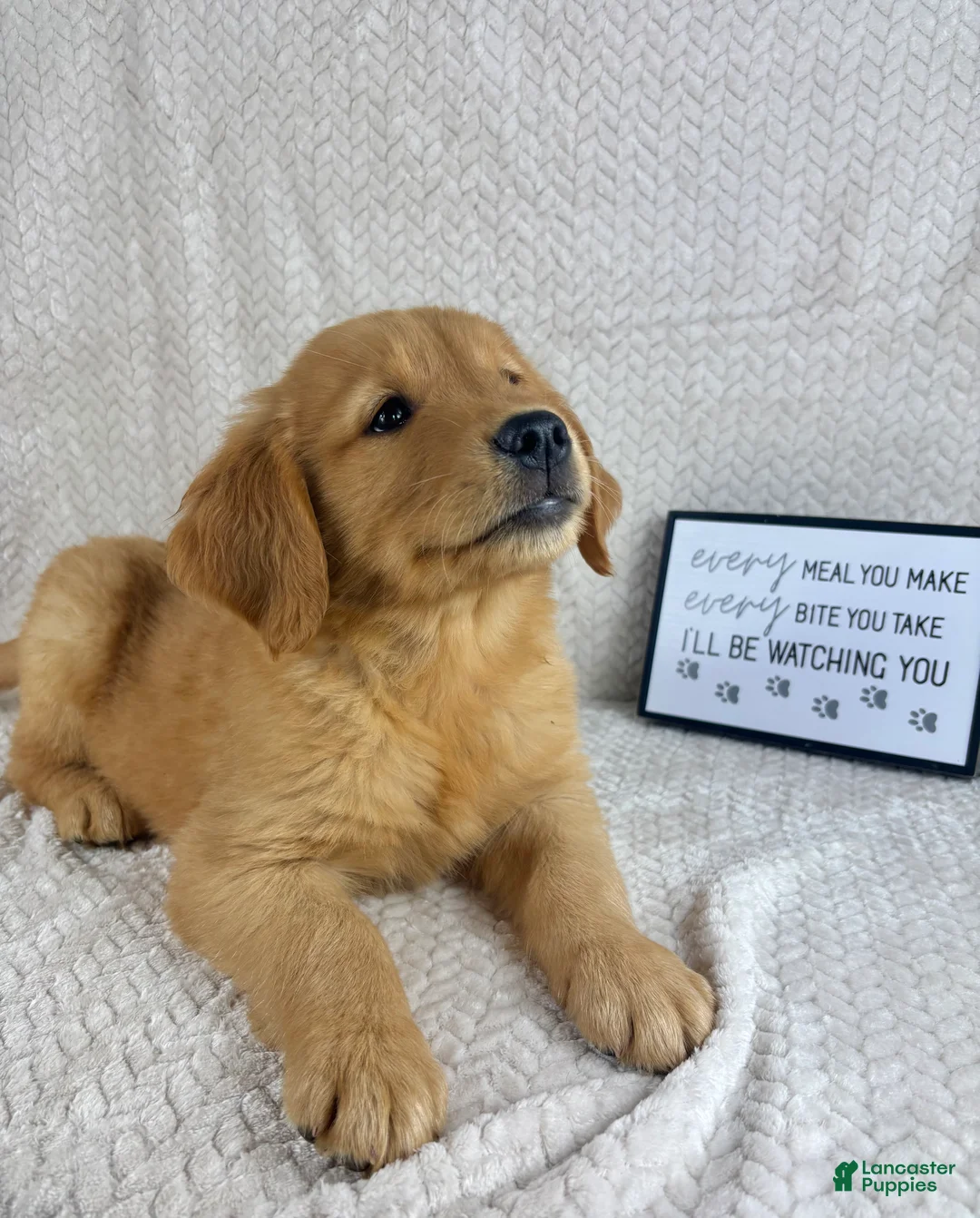 Golden Retriever dogs for sale: Ripley - Ad 1