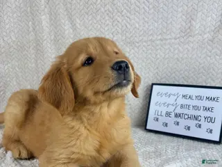 Golden Retriever dogs Ripley - Ad 42