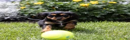 Cavalier King Charles Spaniel dogs for sale: Butch - Ad 10