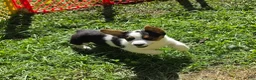 Welsh Corgi Pembroke dogs for sale: Oreo girl  - Ad 7