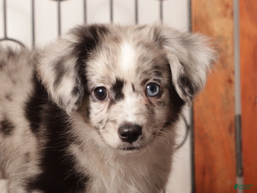 Mixed Breed dogs Cashew Male Merle Toy Aussie Poo - Ad 2