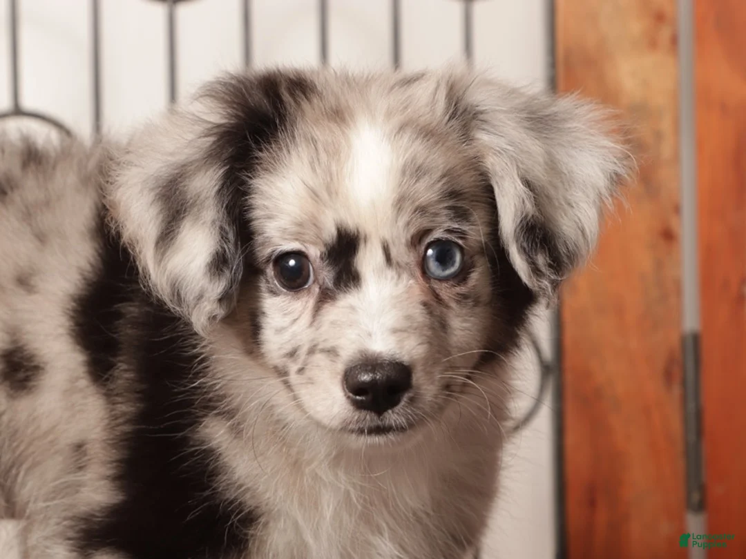 Mixed Breed dogs for sale: Cashew Male Merle Toy Aussie Poo - Ad 2