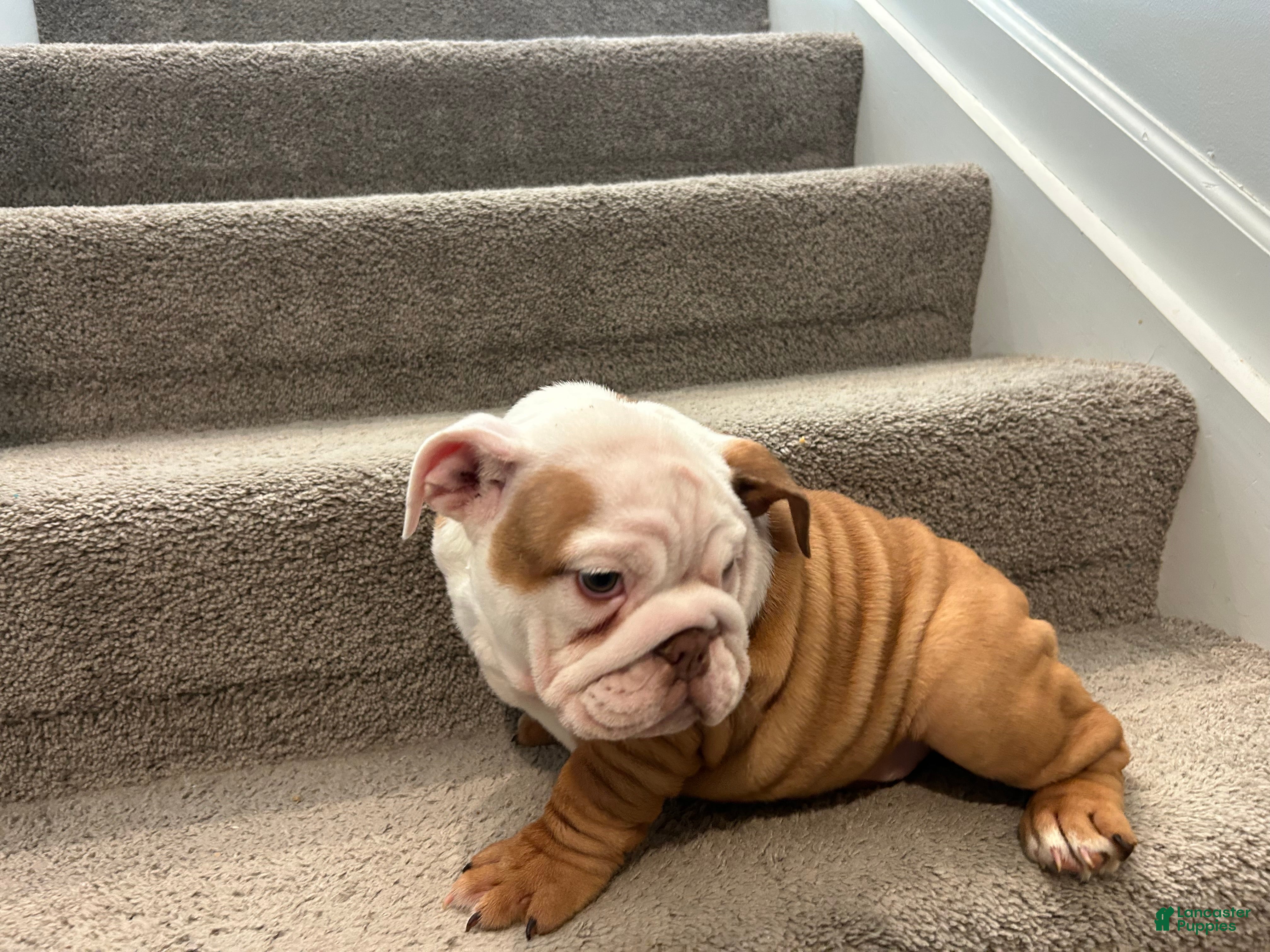 English Bulldog dogs Stella - Ad 2