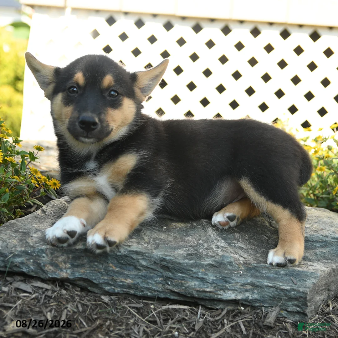 Welsh Corgi Pembroke dogs for sale: Dominique - Ad 3
