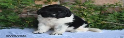 Newfoundland dogs for sale: Marshall - Ad 4
