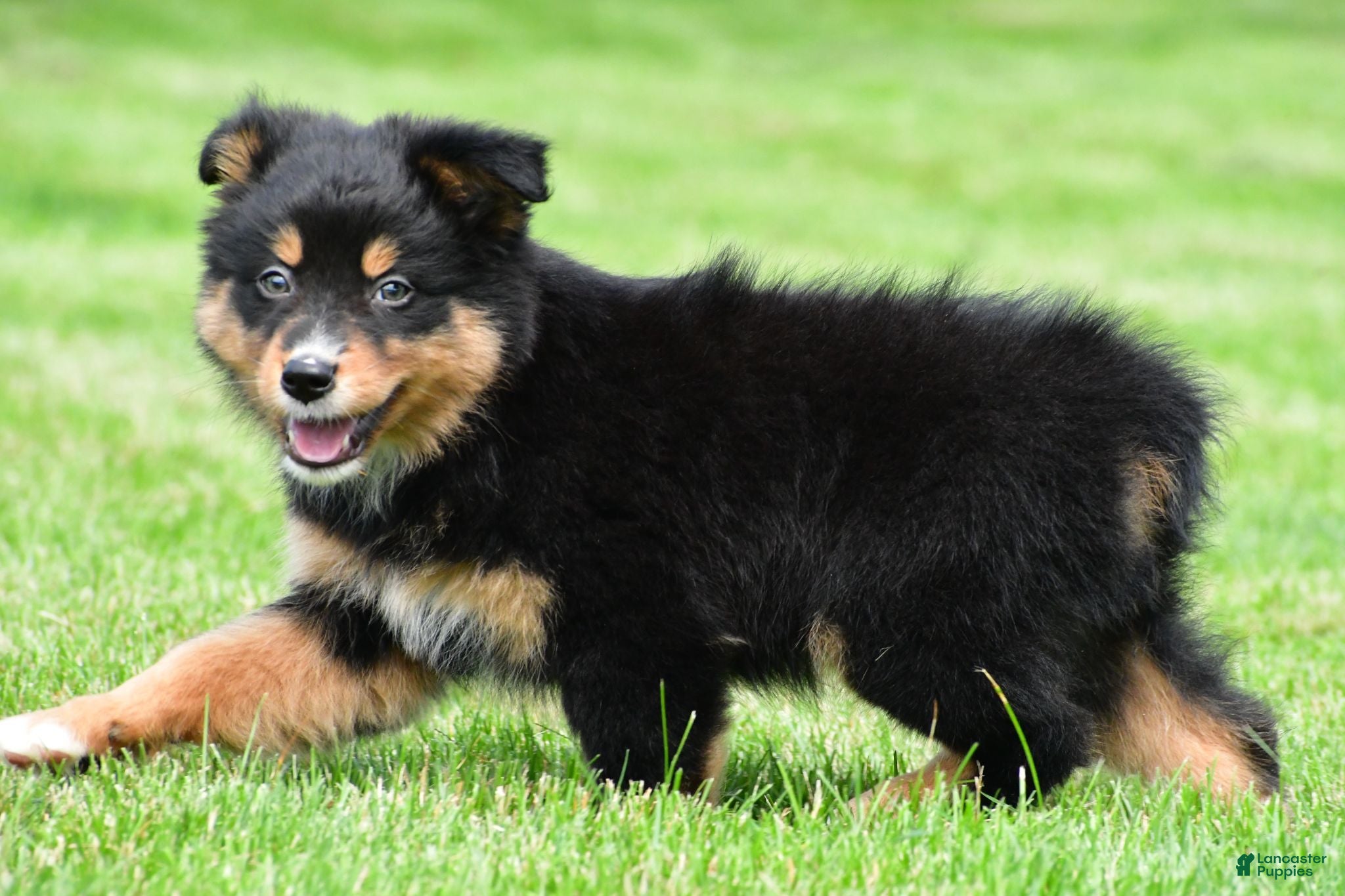 Australian Shepherd dogs Becka - Ad 2