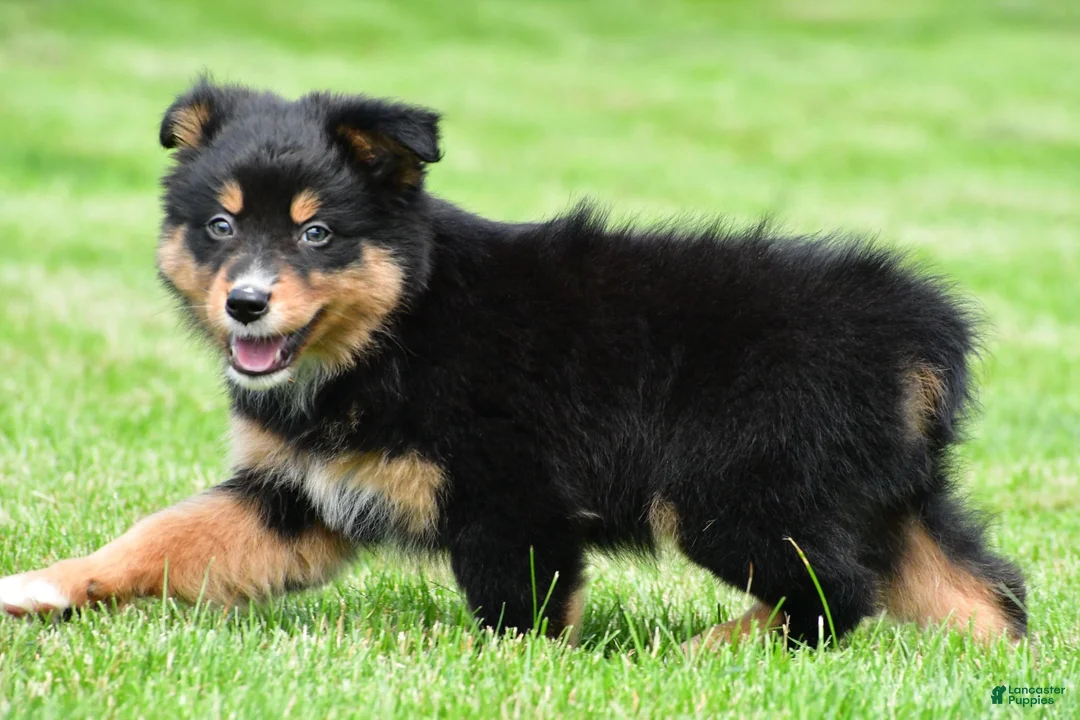 Australian Shepherd dogs for sale: Becka - Ad 2