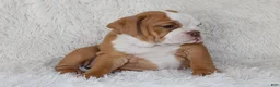 English Bulldog dogs for sale: Kallie - Ad 7