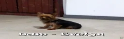 Yorkshire Terrier dogs for sale: Talia - Ad 10