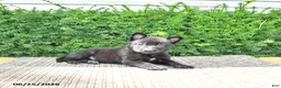 Mixed Breed dogs for sale: Averie - Ad 4