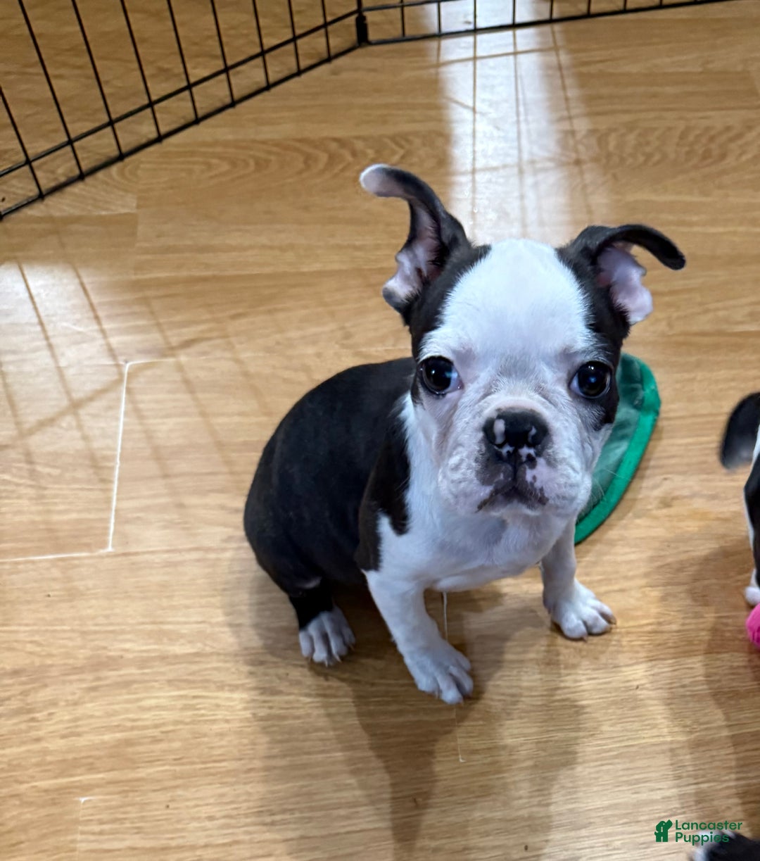 Boston Terrier litter of puppies for sale in Gladewater