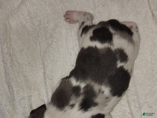 Catahoula Leopard Dog dogs Gabby F2025 M3 Catahoula puppy - Ad 25