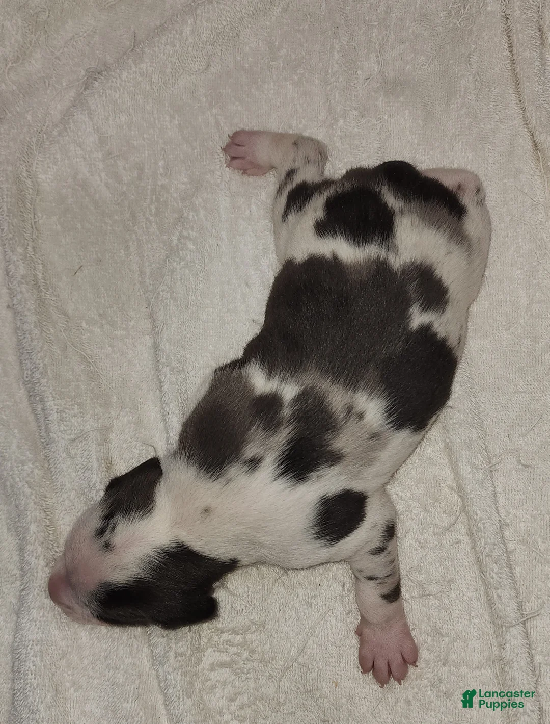 Catahoula Leopard Dog dogs for sale: Gabby F2025 M3 Catahoula puppy - Ad 2