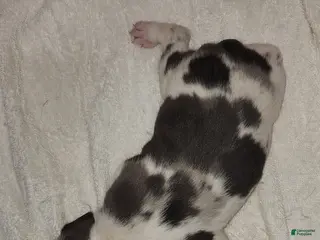 Catahoula Leopard Dog dogs Gabby F2025 M3 Catahoula puppy - Ad 14