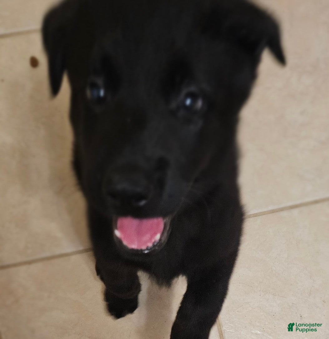 Mixed Breed dogs for sale: Mixed Breed 3 - Ad 1