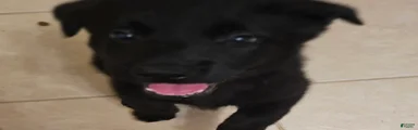 Mixed Breed 3