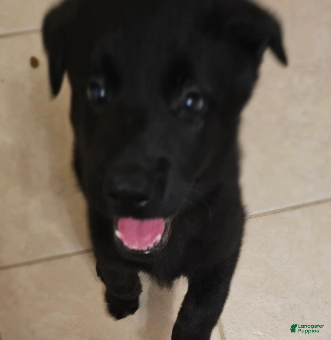 Mixed Breed dogs for sale: Mixed Breed 3 - Ad 1