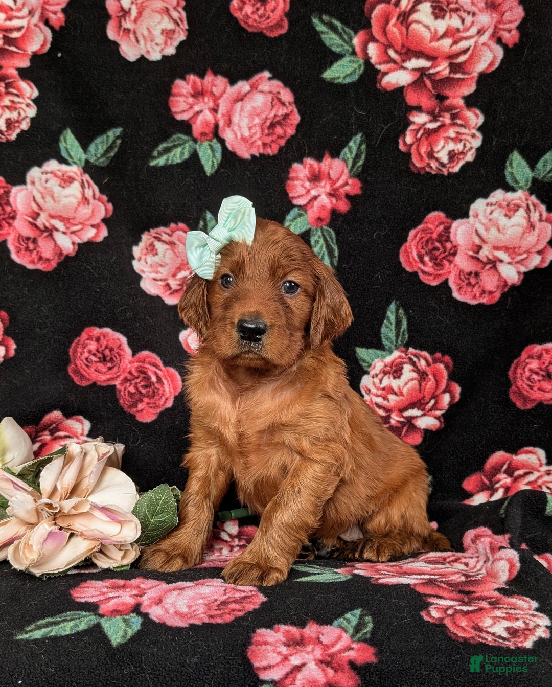 Irish Setter dogs for sale: Diannah - Ad 2