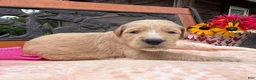 Labradoodle dogs for sale: Nutmeg (Girl) - Ad 1