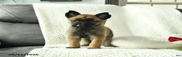 Belgian Malinois dogs for sale: Blossom - Ad 2
