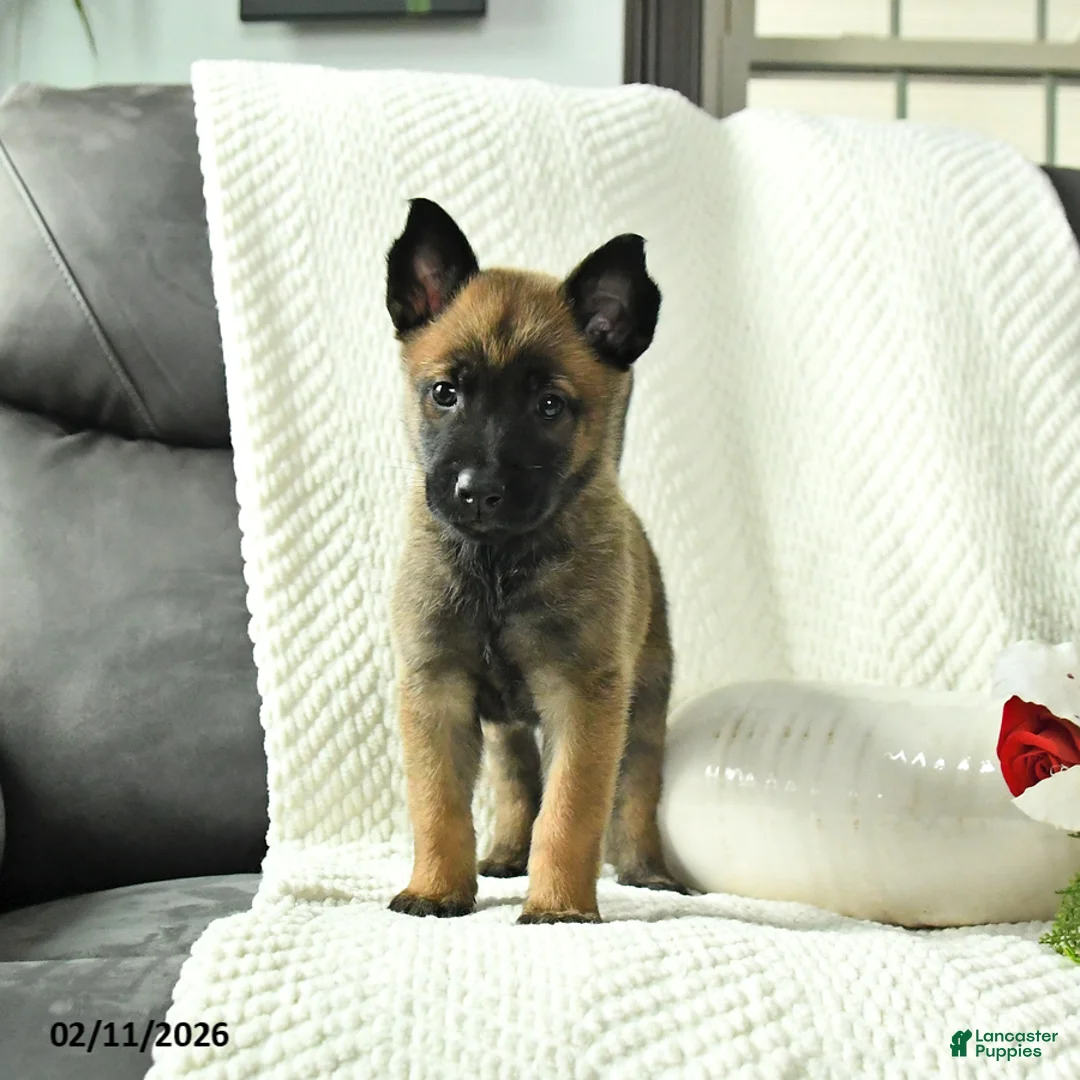 Belgian Malinois dogs for sale: Blossom - Ad 2