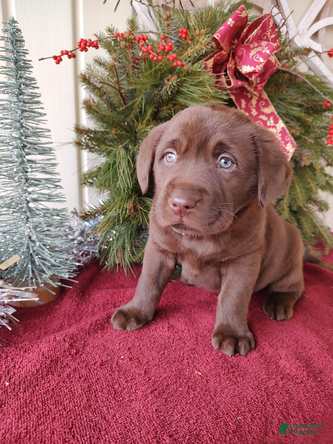 Labrador Retriever dogs for sale: Judson - Ad 4