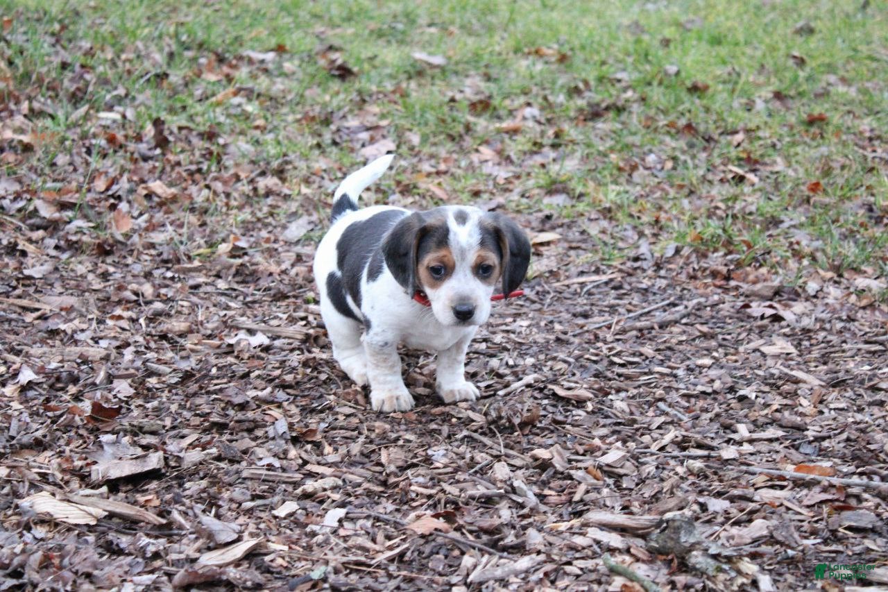 Mixed Breed dogs Tasha - Ad 34