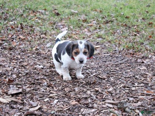 Mixed Breed dogs Tasha - Ad 33