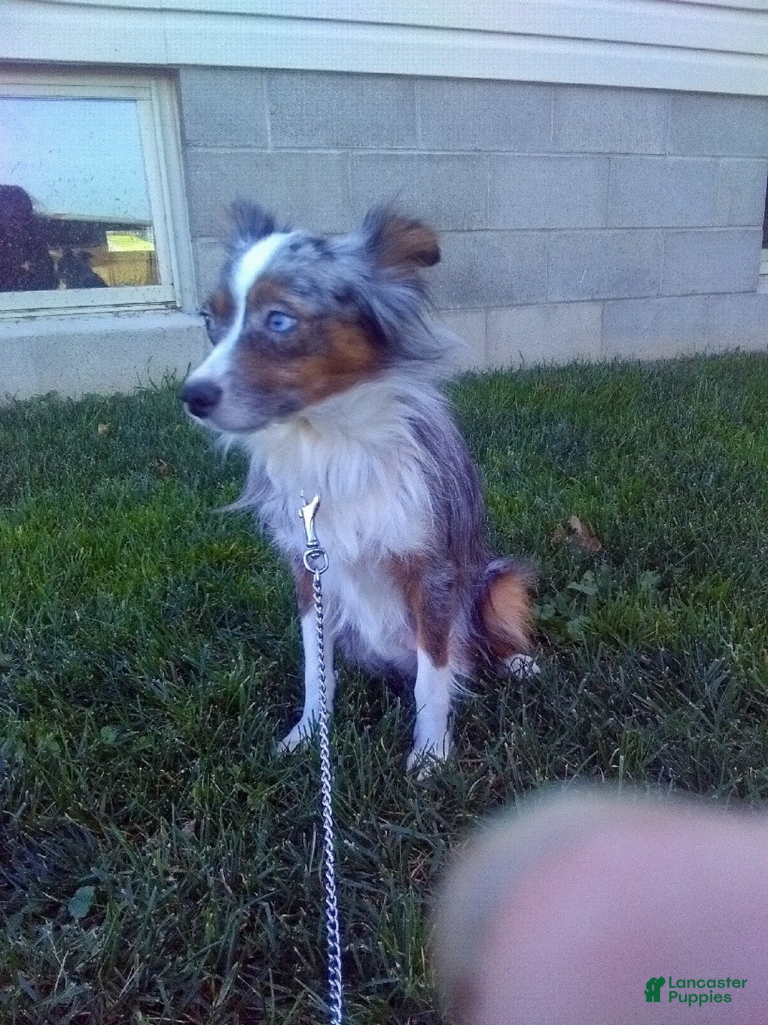 Mini Aussiedoodle dogs for sale: LEE - Ad 23