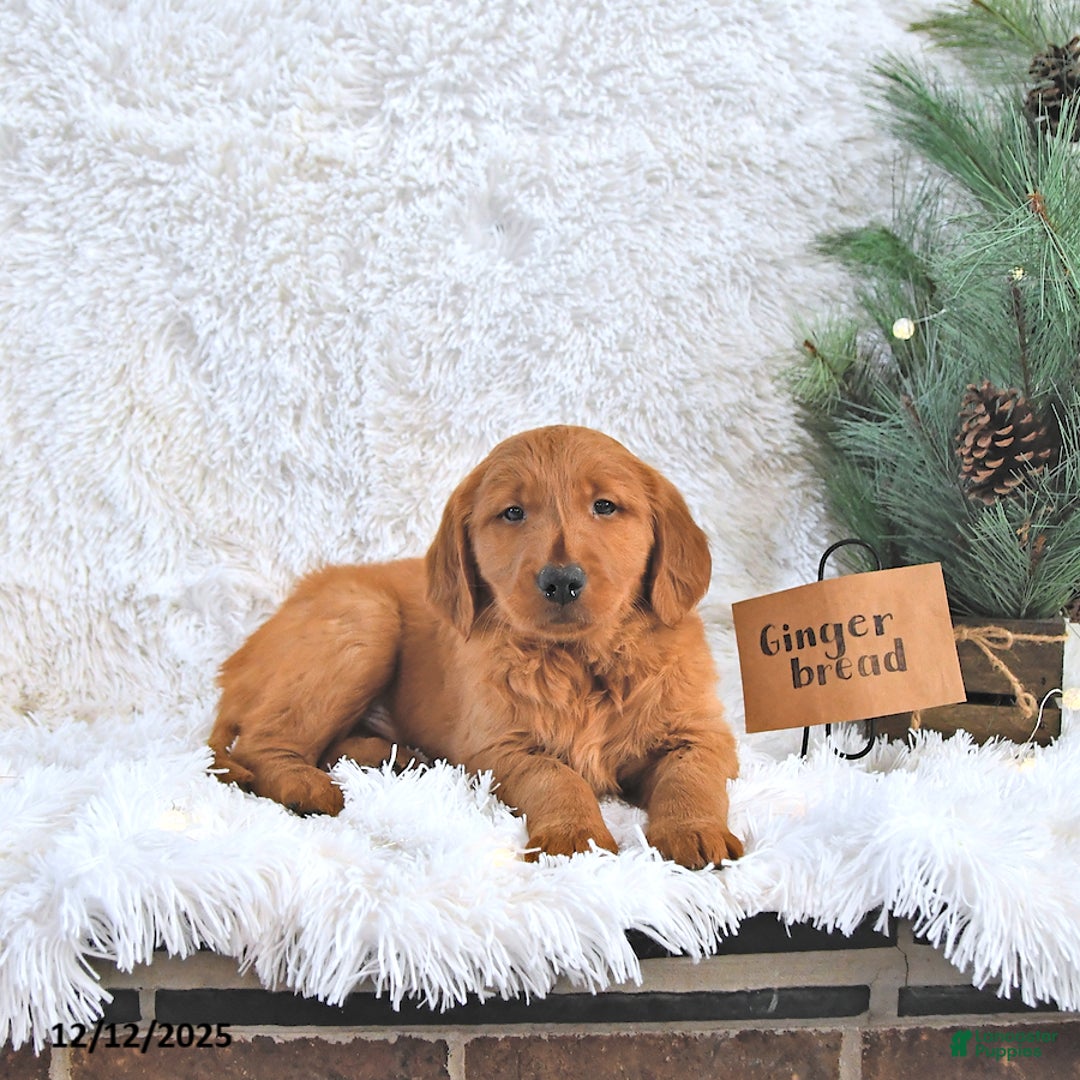 Golden Retriever dogs for sale: Ginger Bread - Ad 4