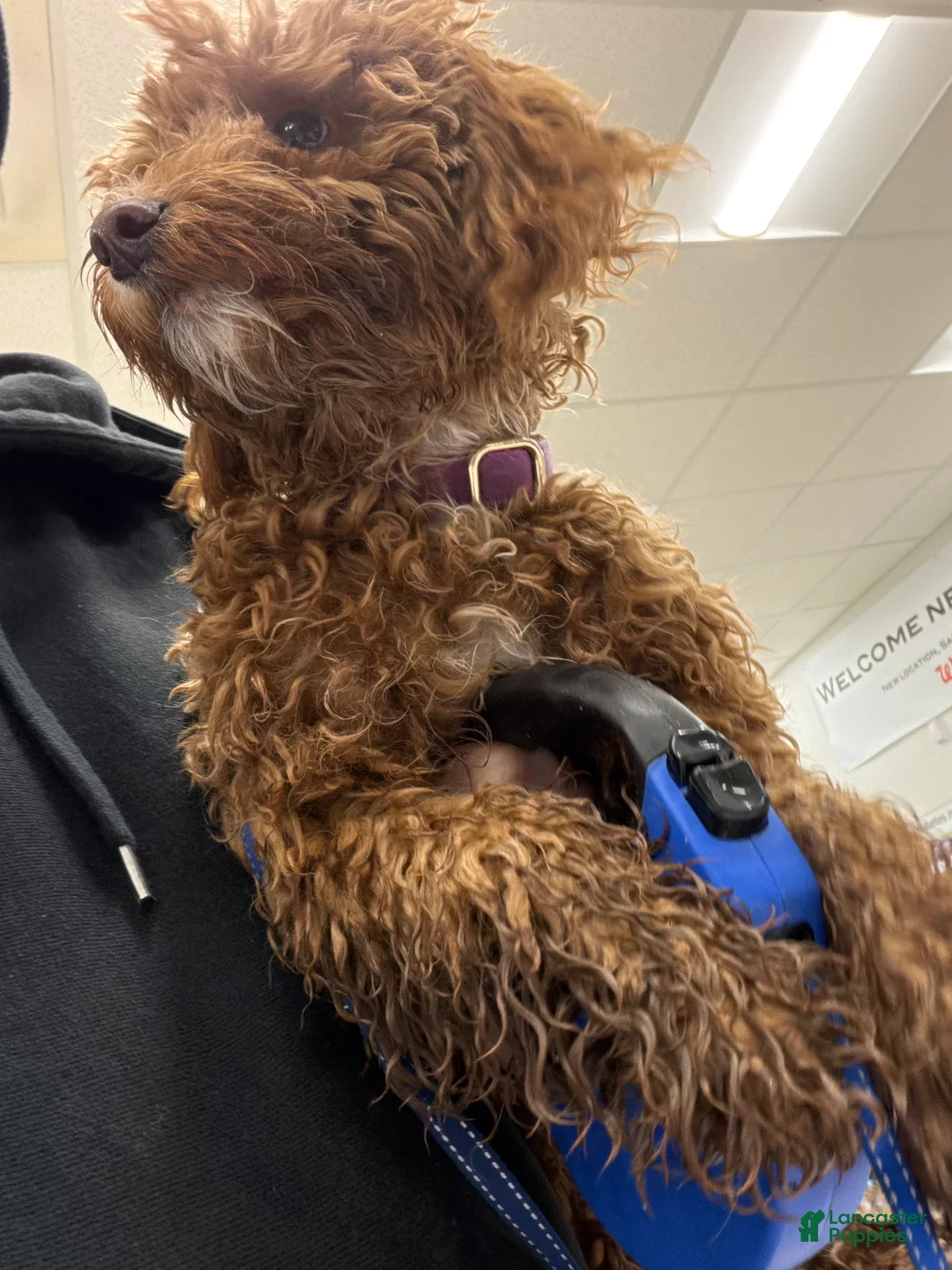 Cockapoo dogs for sale: Cockapoo Puppy  - Ad 2